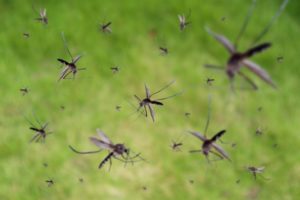 蚊の大群の写真